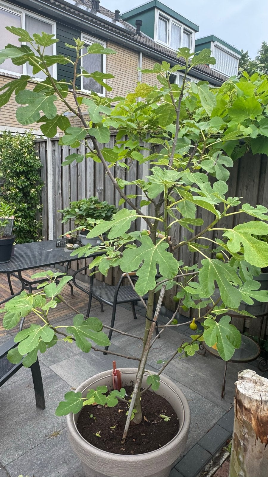 Vijgenboom met vruchten - Ficus carica, Ophalen, Volle zon, Vaste plant, Zomer