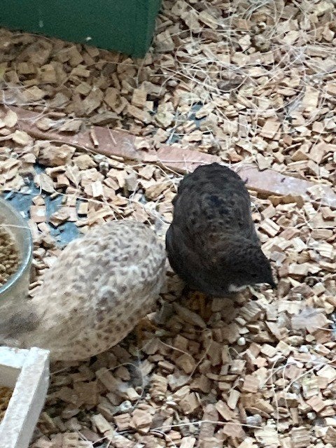 vogels overige vogels, Meerdere dieren, Overige soorten