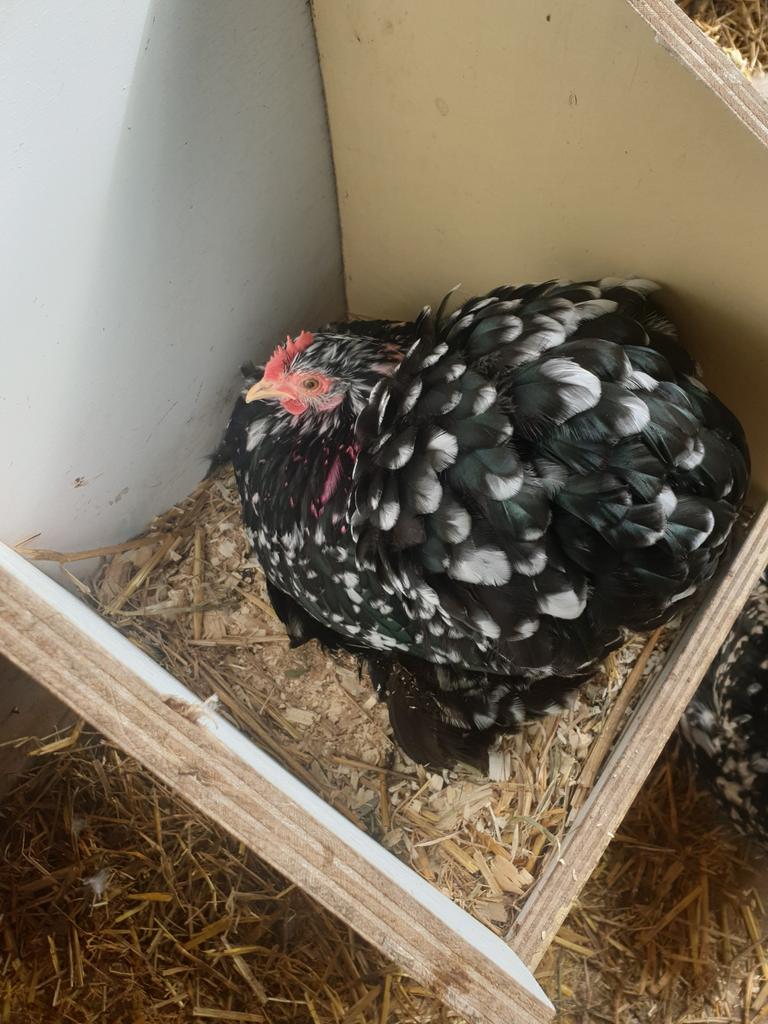 Broed eieren cochin kriel zwart wit gepareld, Dieren en Toebehoren, Geslacht onbekend, Kip