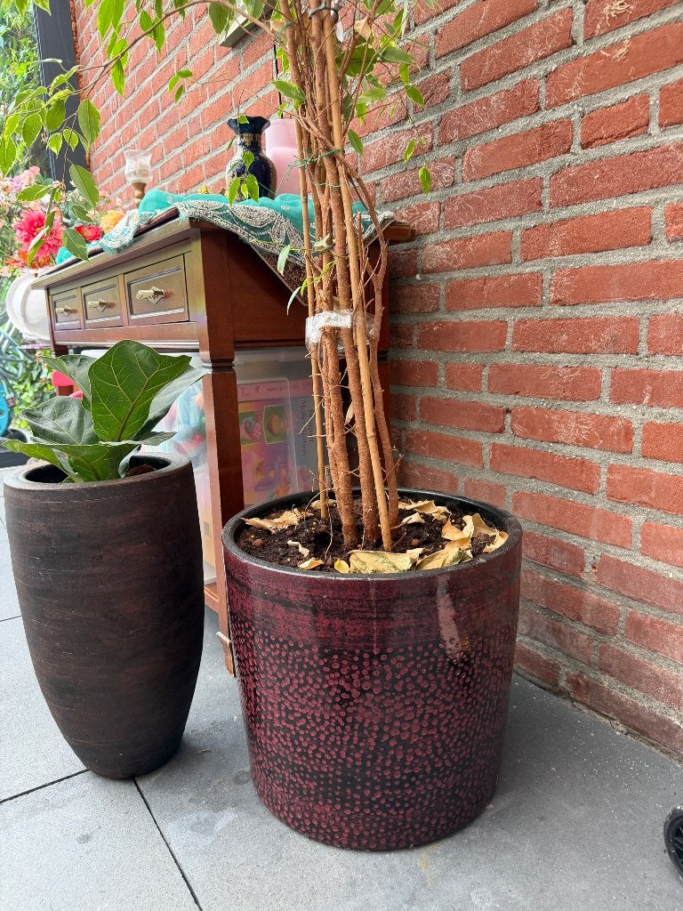 Plant benjamin, Ophalen, Vaste plant, Overige soorten, Halfschaduw