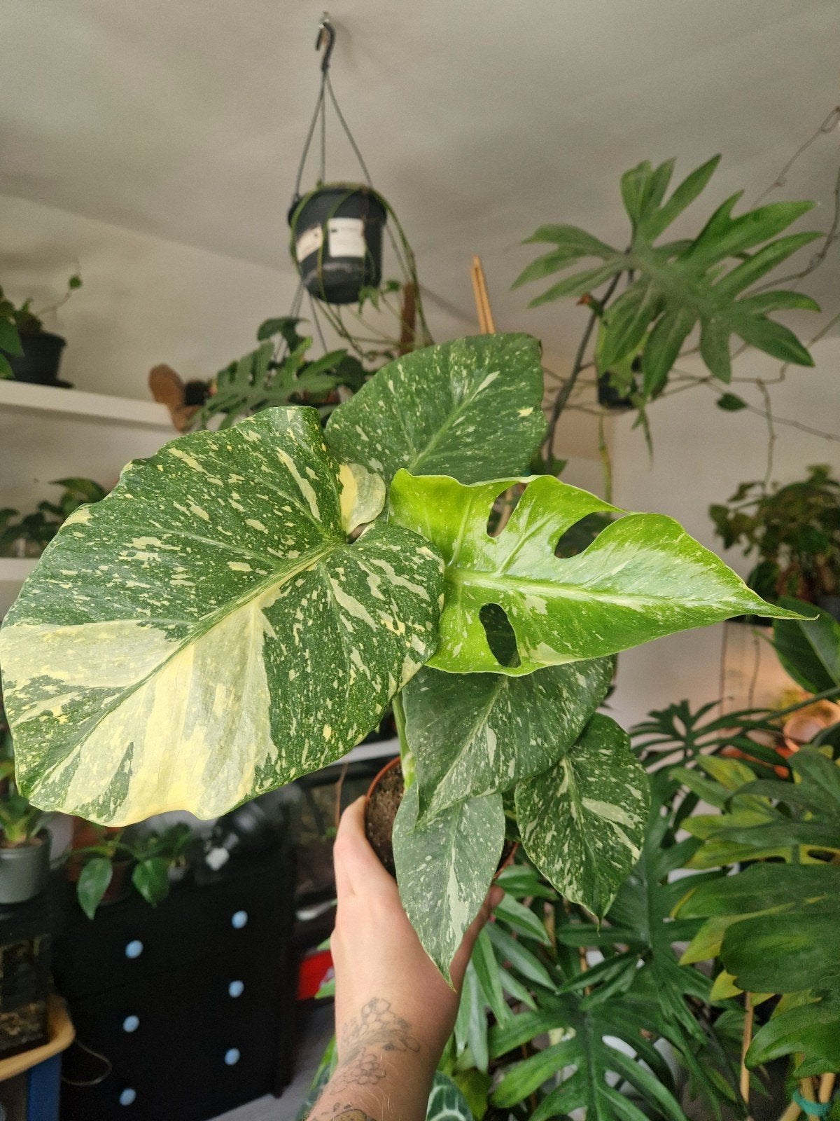 Monstera thai constellation, meerdere beschikbaar🌿, Huis en Inrichting, Kamerplanten, Overige soorten, In pot, Minder dan 100 cm