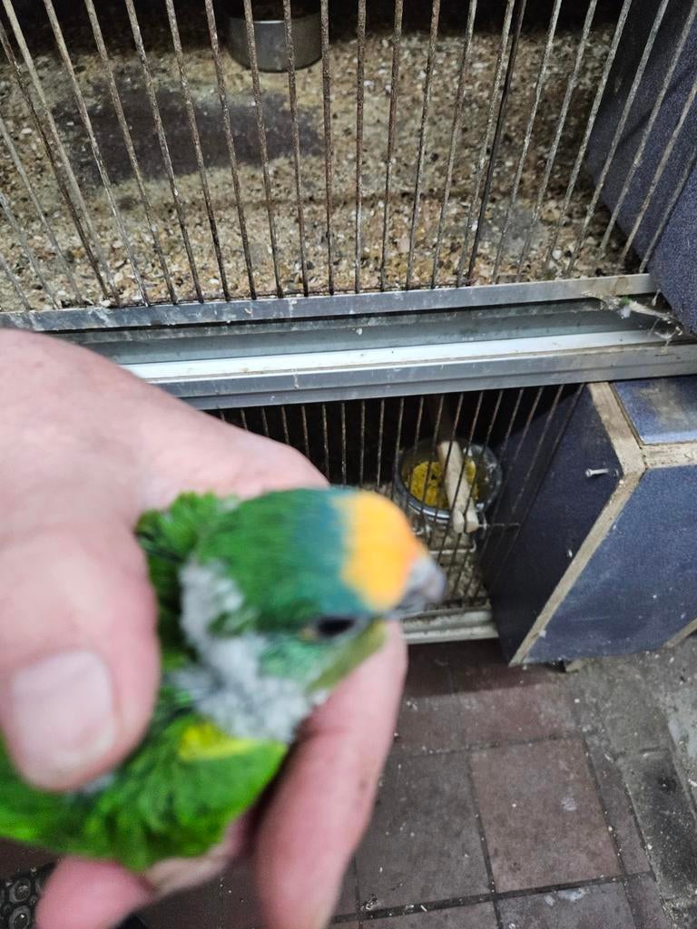 2 jonge goudvoorhoofd parkieten, Dieren en Toebehoren, Meerdere dieren, Parkiet