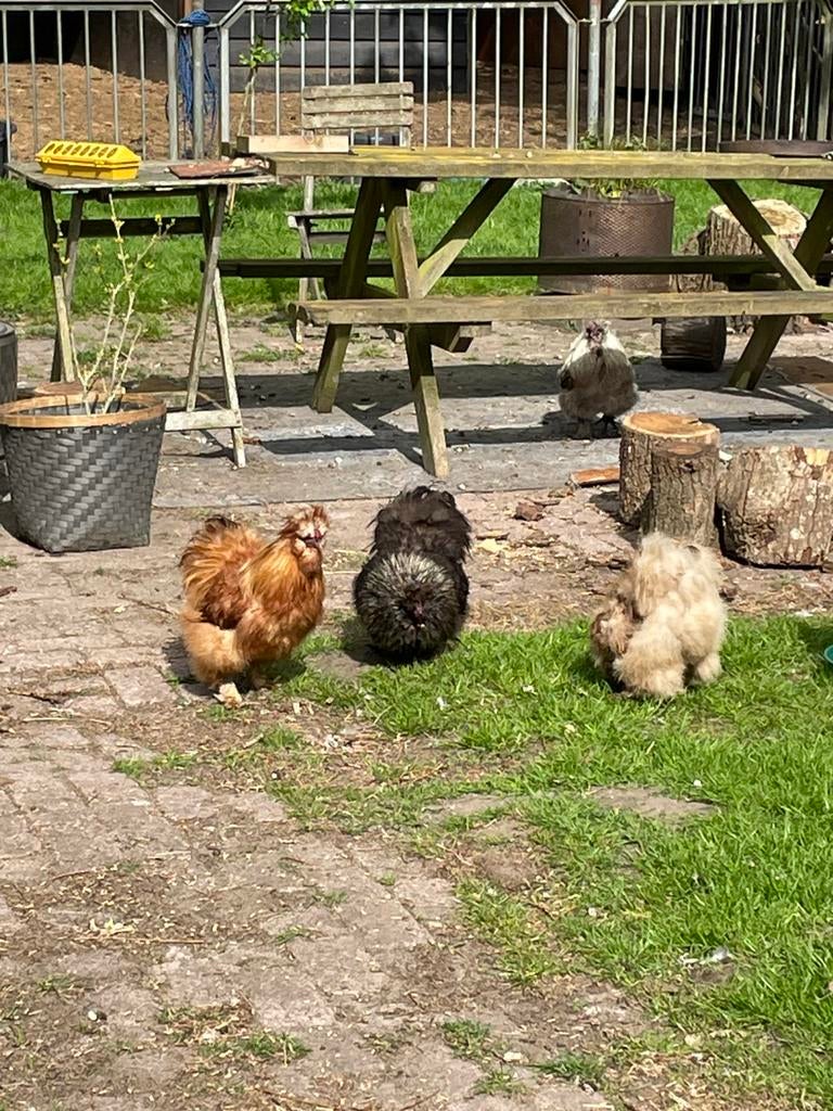 5 usa zijdehoen hanen, Dieren en Toebehoren, Pluimvee, Mannelijk, Kip