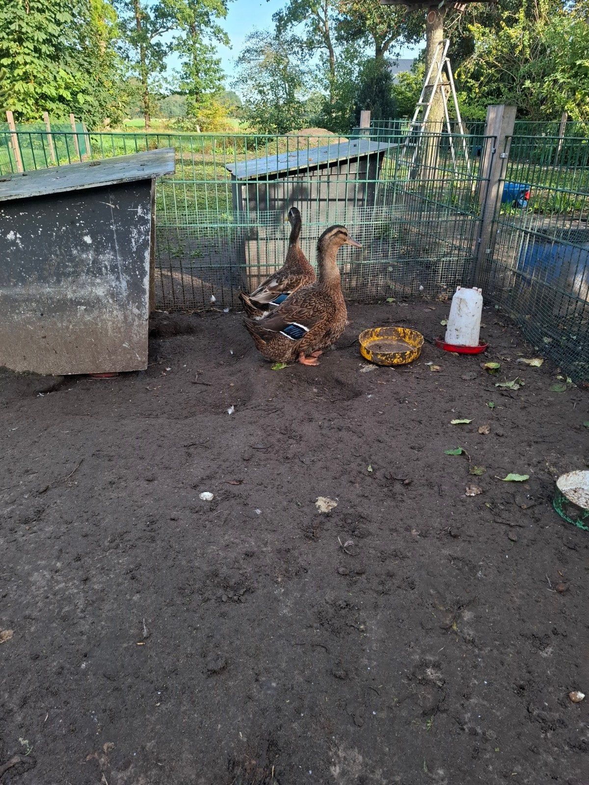 rouaan eenden, Dieren en Toebehoren, Meerdere dieren, Eend