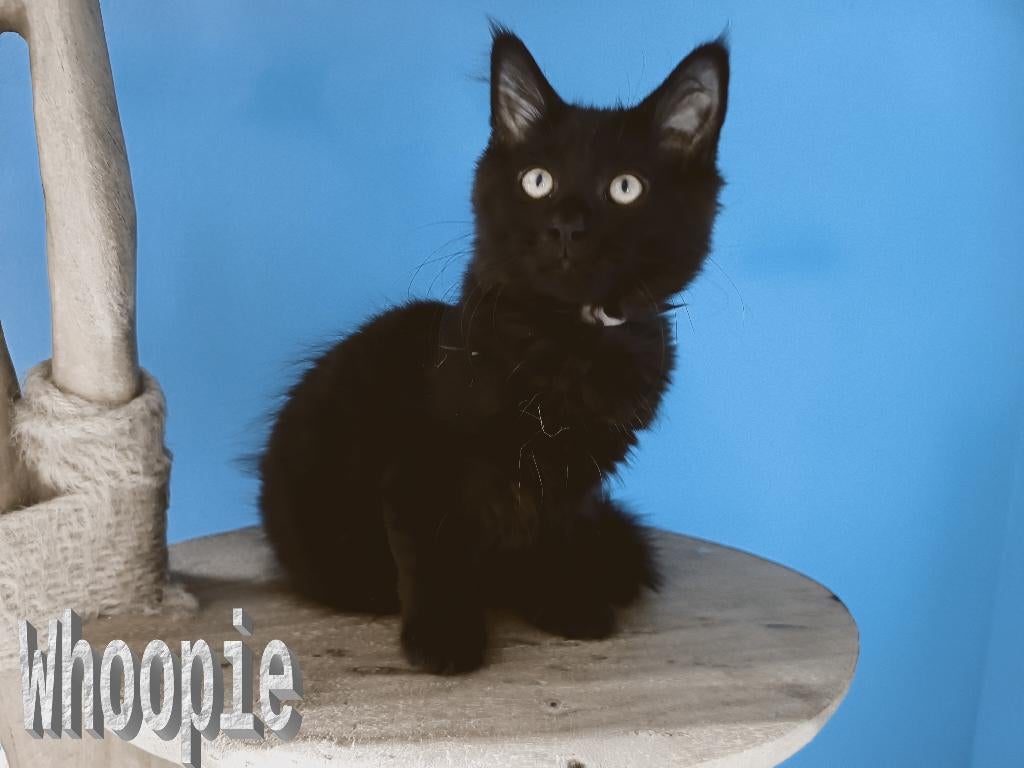 Mooie Maine Coon kittens met stamboom, Meerdere dieren, Met stamboom, 0 tot 2 jaar