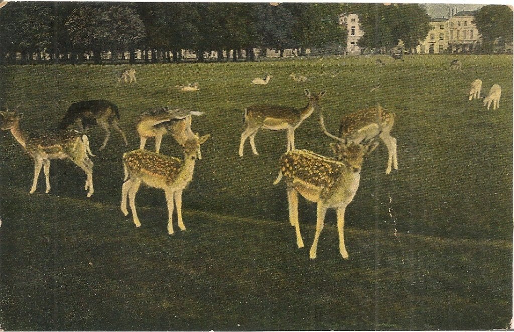 Hertenkamp 's Gravenhage., Ophalen of Verzenden, 1920 tot 1940, Ongelopen, Zuid-Holland
