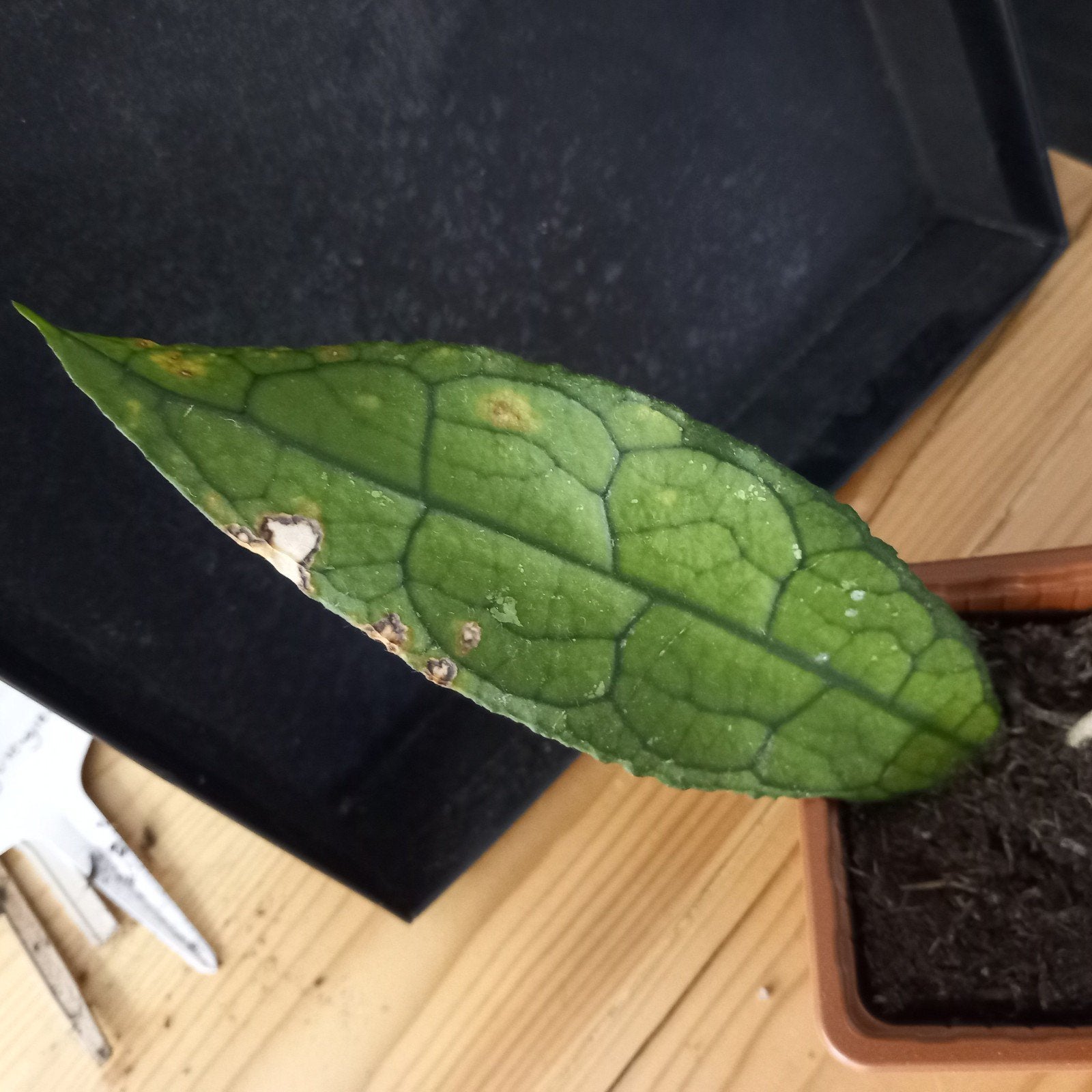 hoya clemensiorum stek nr 3-9, Huis en Inrichting, Ophalen of Verzenden, Halfschaduw, Minder dan 100 cm