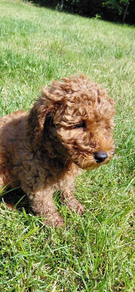 Poedel pups, nog 2 reutjes, rood, Poedel, Reu, 8 tot 15 weken, Meerdere