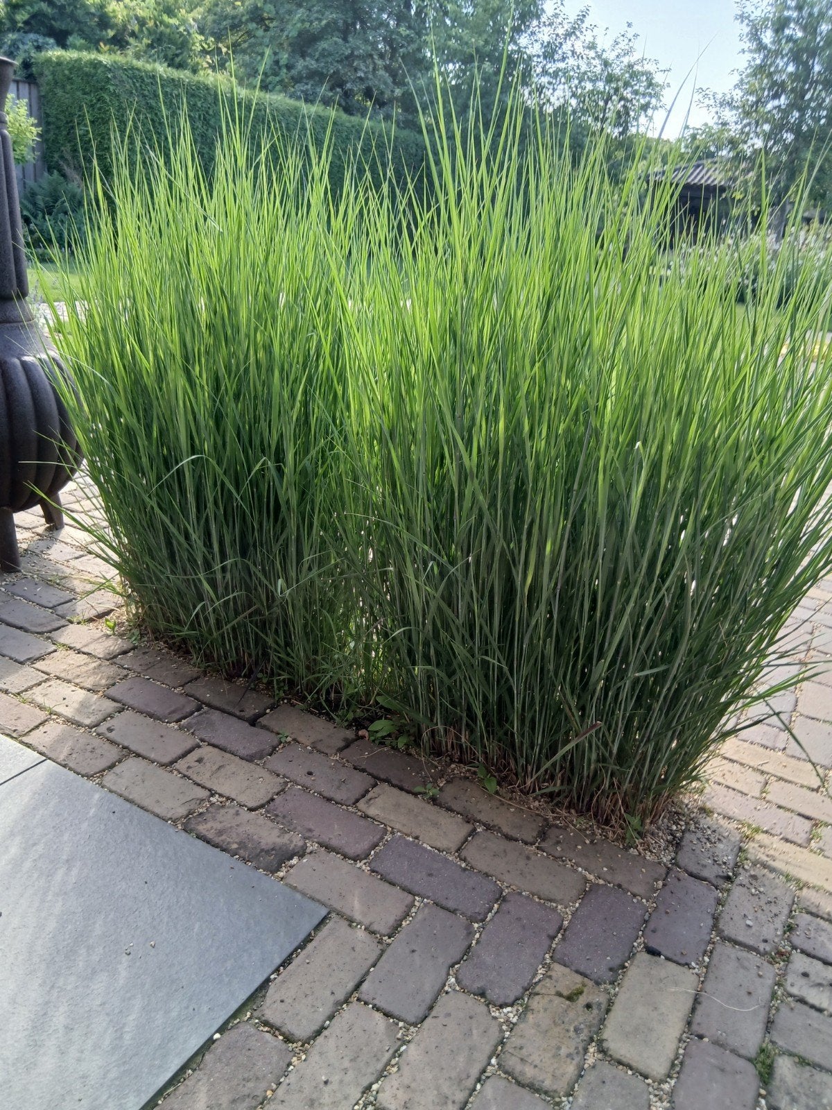 Siergras, Ophalen, Volle zon, Vaste plant, Siergrassen