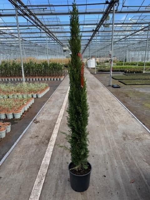 Cupressus sempervirens 'Totem'  🌳, Ophalen