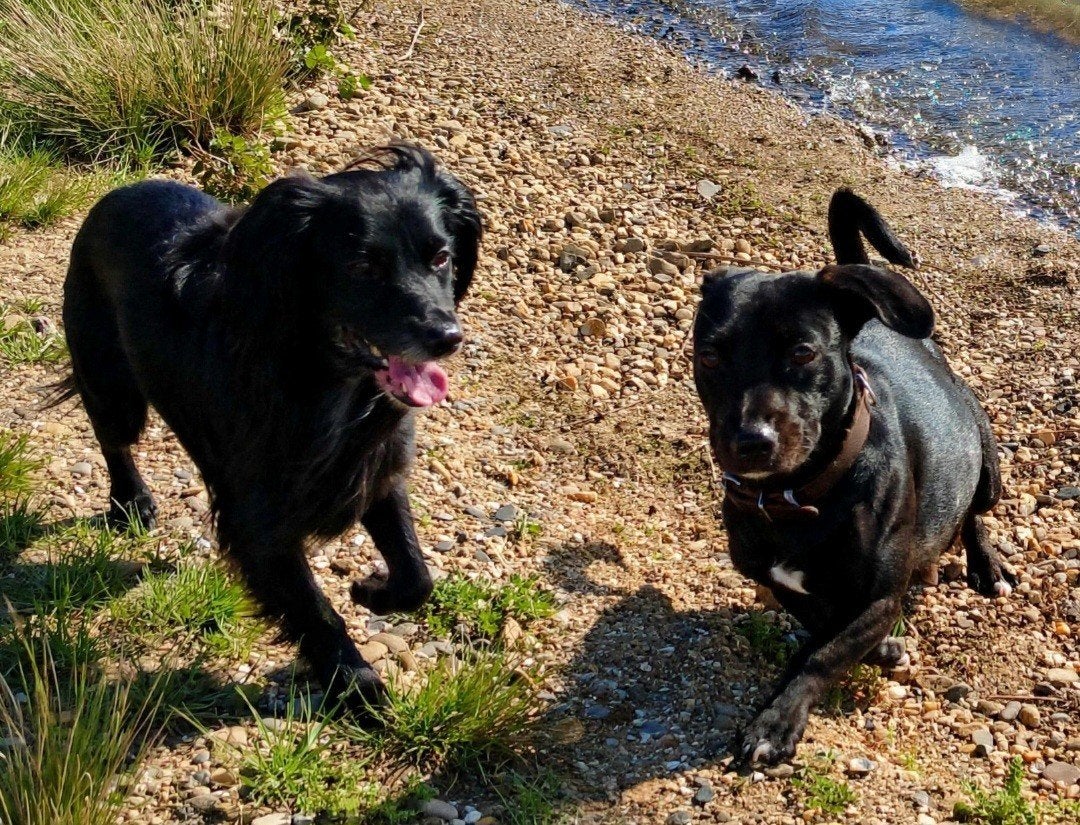 Engelse stafford-Markies puppy's, Dieren en Toebehoren, 8 tot 15 weken, Meerdere, CDV (hondenziekte), Nederland