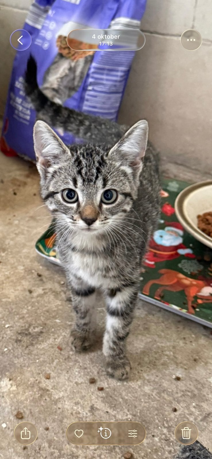 4 kittens zoeken een gouden mandje, Meerdere dieren, Kortharig, 0 tot 2 jaar