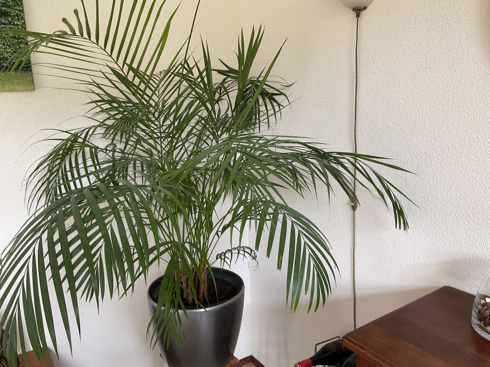 Prachtige grote area palm met grote pot, Huis en Inrichting, Kamerplanten, Ophalen, Halfschaduw, Minder dan 100 cm