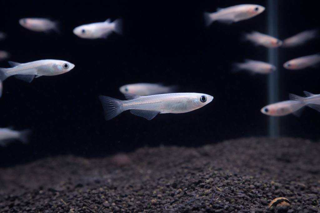 Medaka, Dieren en Toebehoren, Vissen | Aquariumvissen, Vis