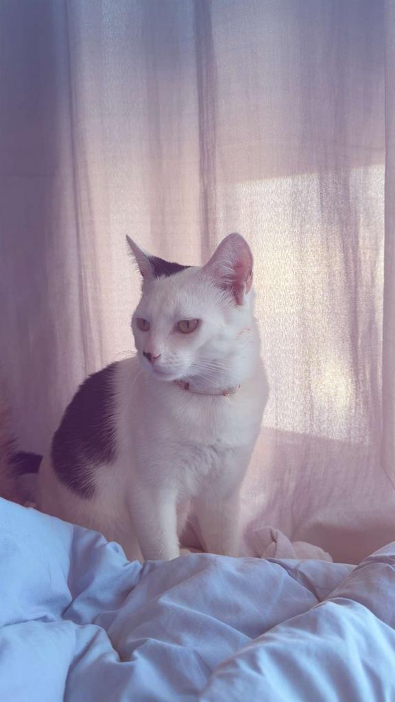 VERMIST COCO, Kat