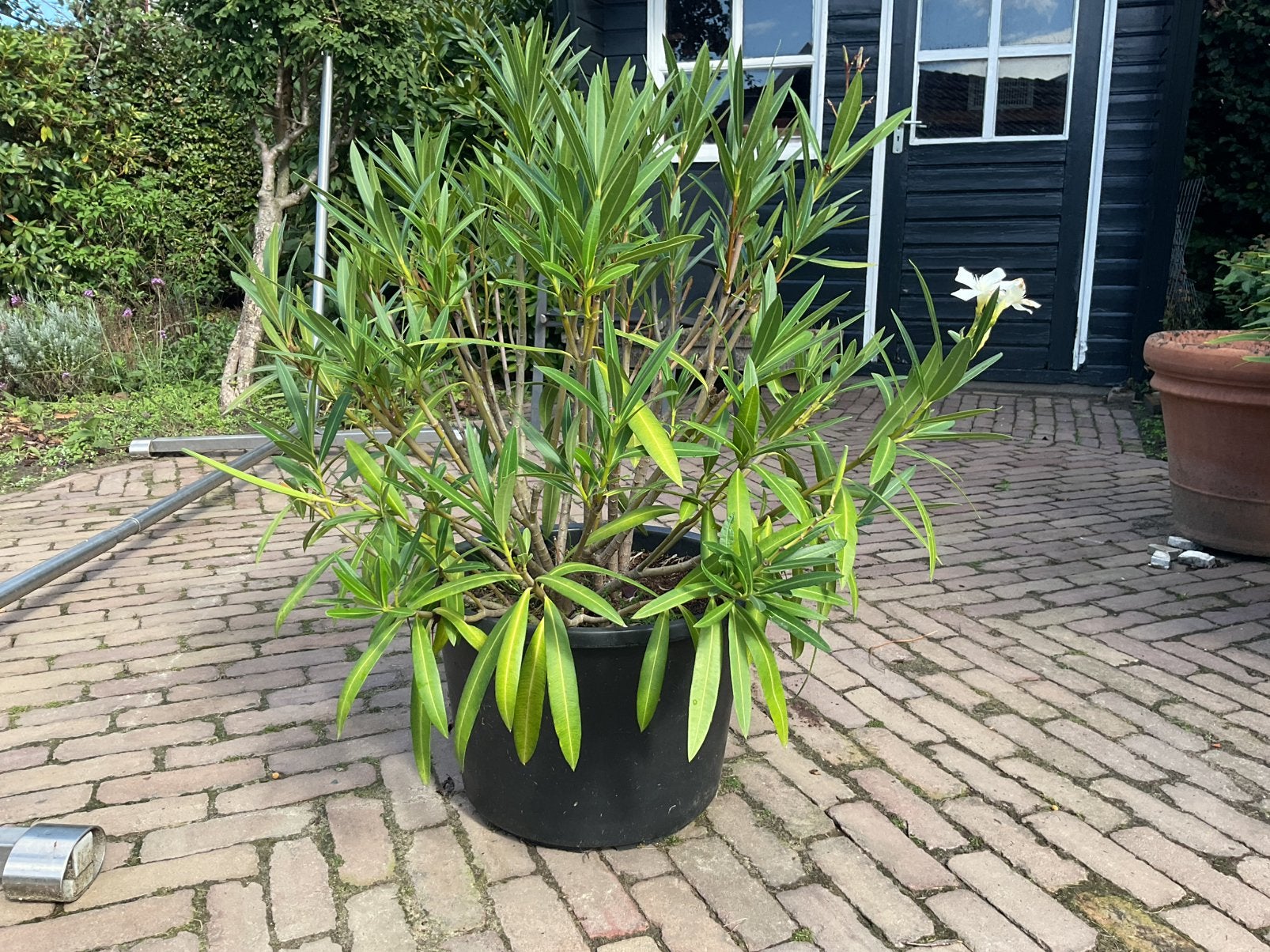 Oleander, Ophalen, Zo goed als nieuw, Rond, Kunststof