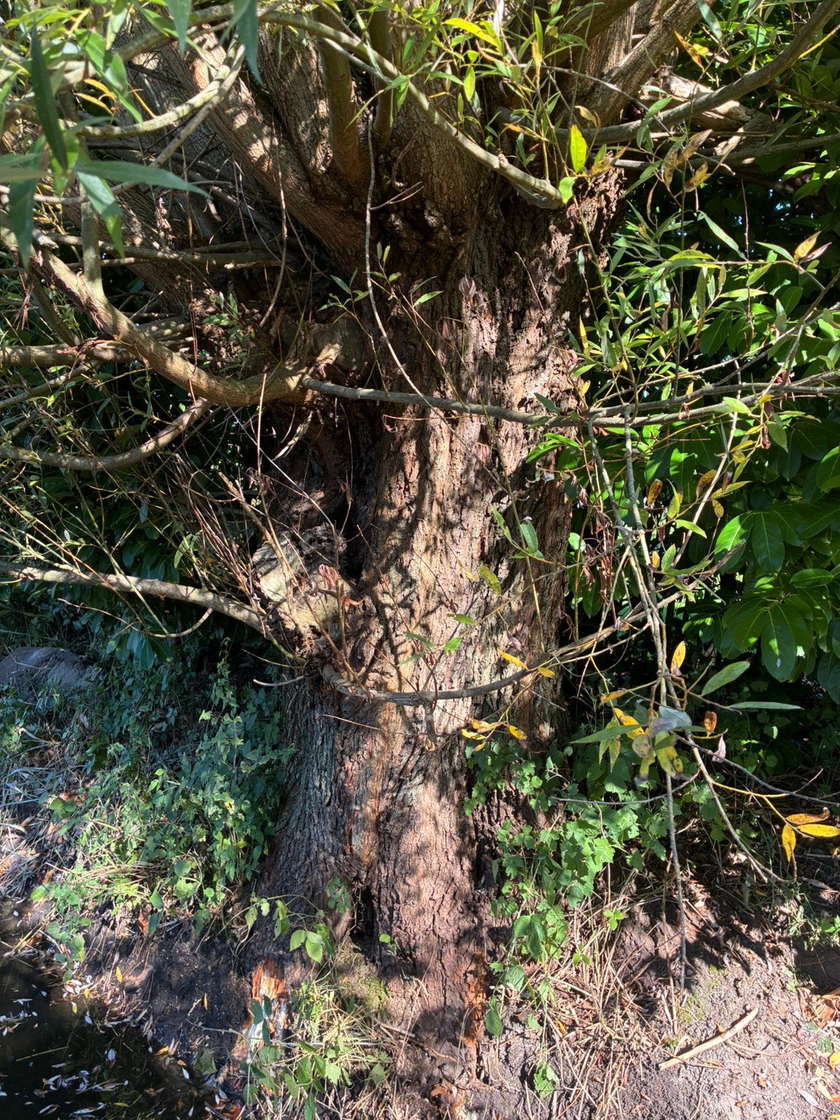 Gratis hout brandhout stookhout haardhout, Minder dan 3 m³, Ophalen