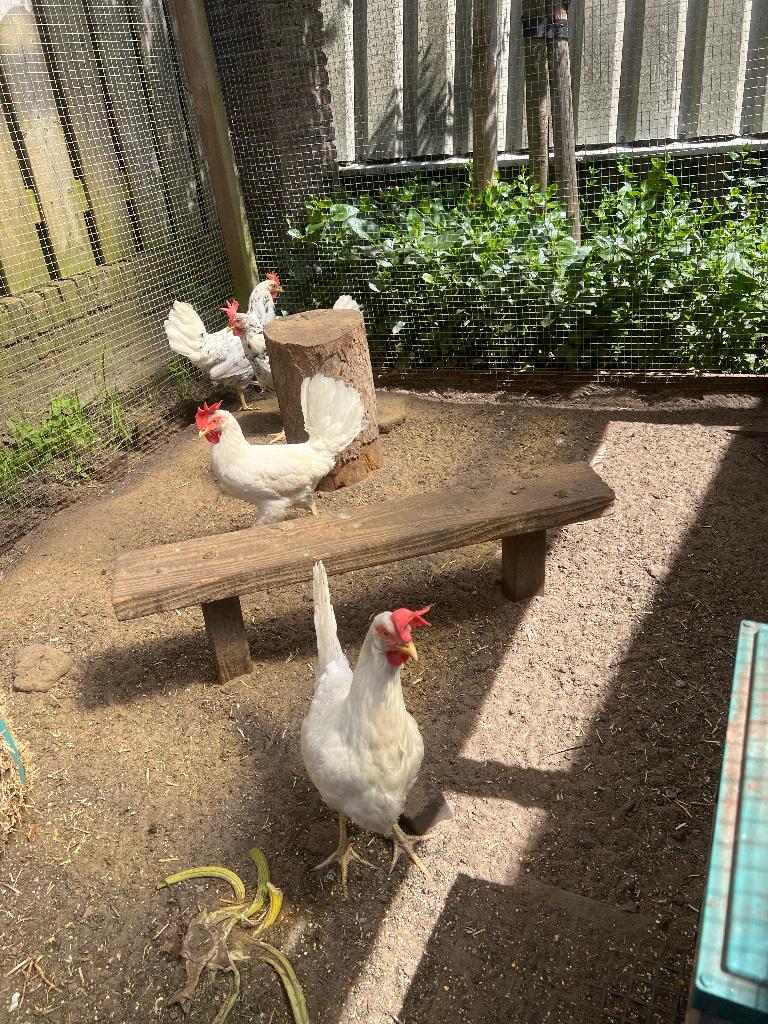 Leghorn kip., Ophalen