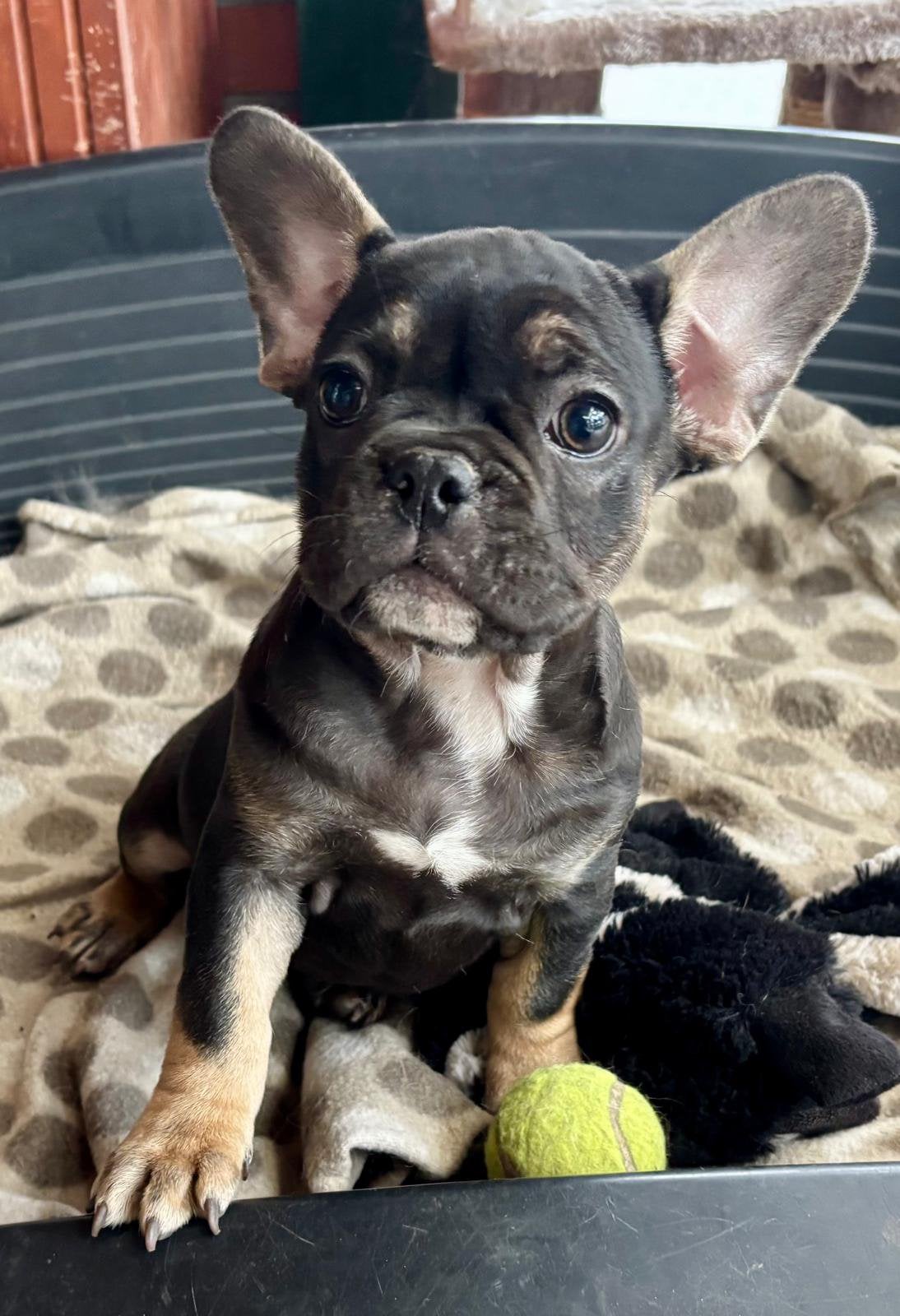 Franse Bulldog pupjes, Dieren en Toebehoren, Honden | Bulldogs, Pinschers en Molossers, België, Particulier, 8 tot 15 weken, Teef