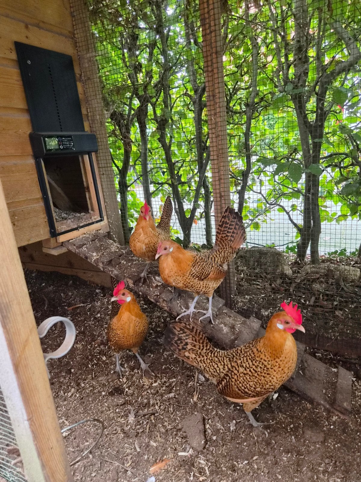Friese goudpel krielen, Dieren en Toebehoren, Vrouwelijk, Kip