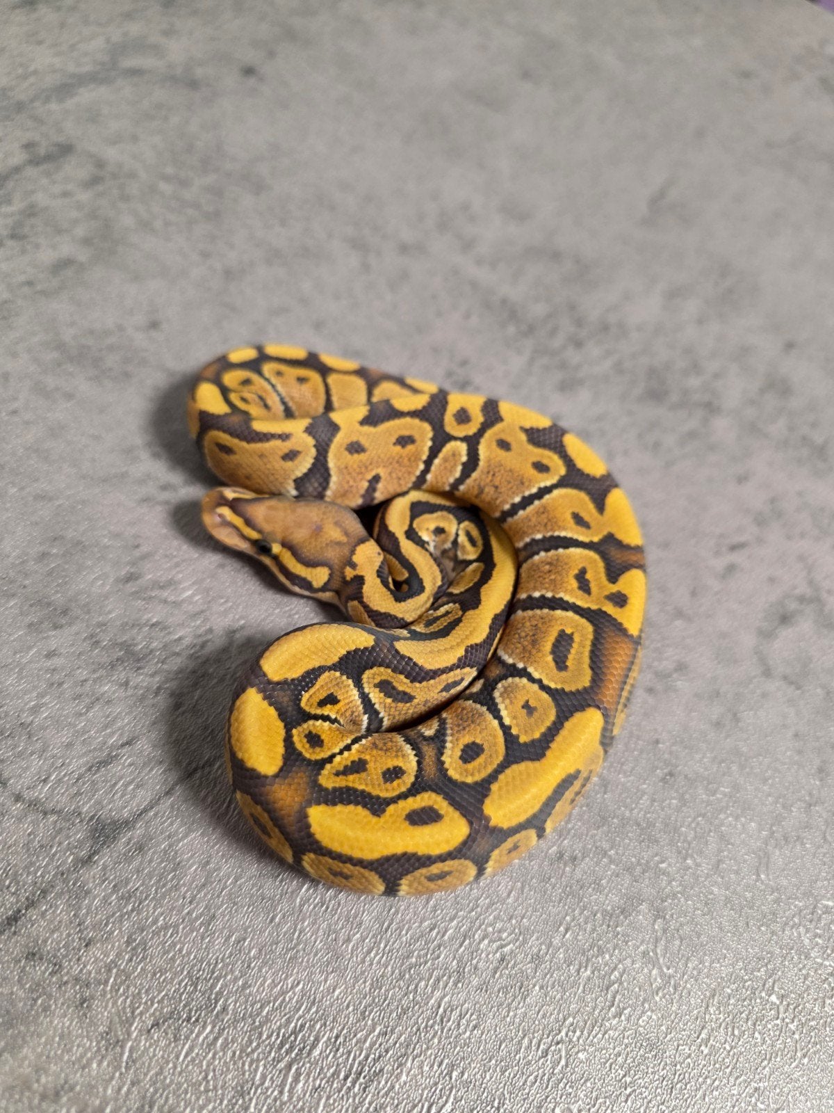 Fire Hypo️♂️, Dieren en Toebehoren, Slang, 0 tot 2 jaar
