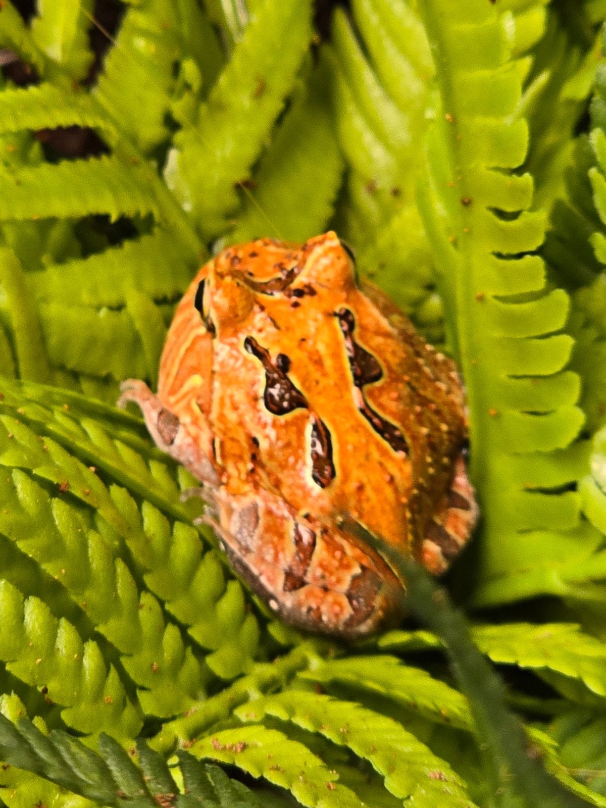 Prachtige hoornkikkers (Ceratophrys cranwelli) vele kleuren Frog photo 4