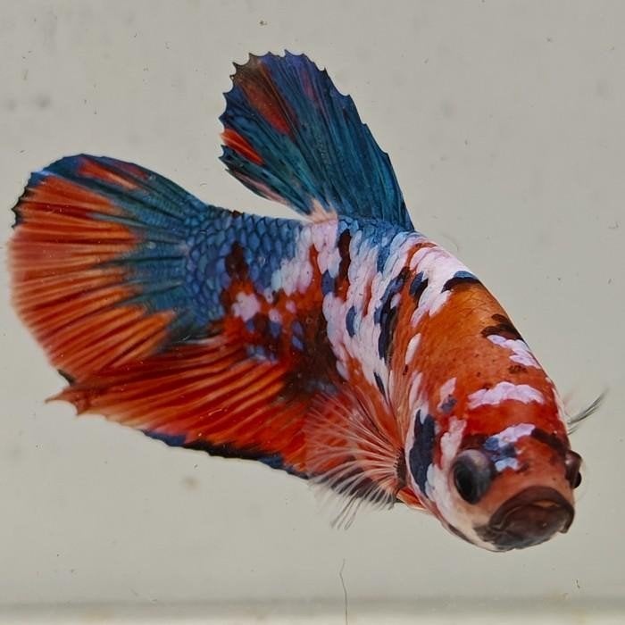 Betta splendens man 24, Dieren en Toebehoren, Vis