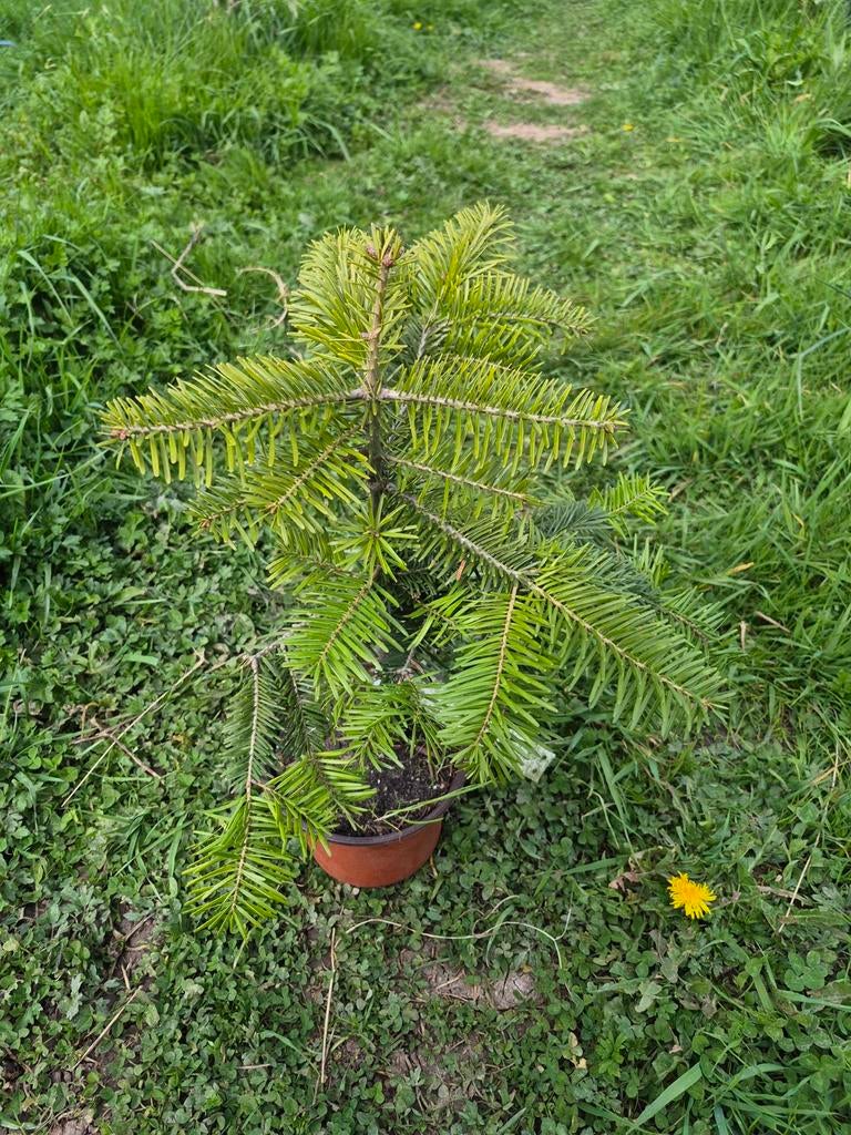 Kerstboom, Nordmnan, 30cm, in pot, Tuin en Terras, Planten | Bomen, Bloeit niet, Overige soorten, Minder dan 100 cm, Ophalen