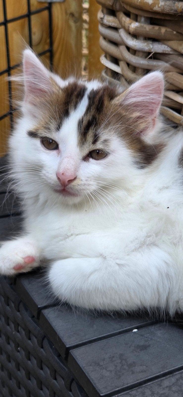 Lief, mooi, sociaal. Kittens x noorse boskat, Kater, Gechipt, 0 tot 2 jaar
