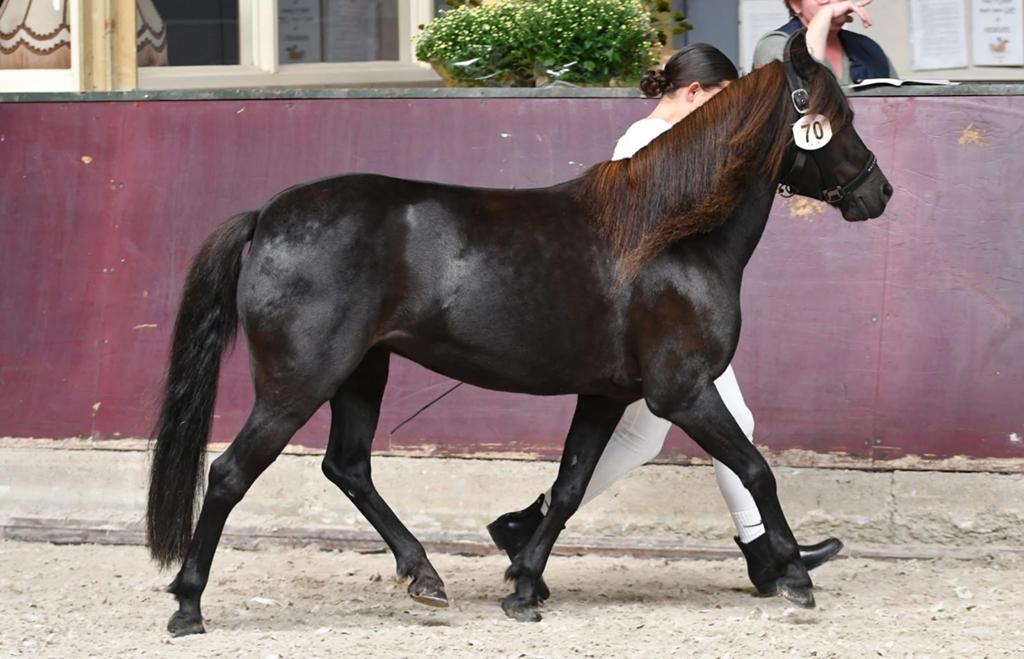Lieve B pony 10 jaar, Merrie, Met stamboom, 7 tot 10 jaar