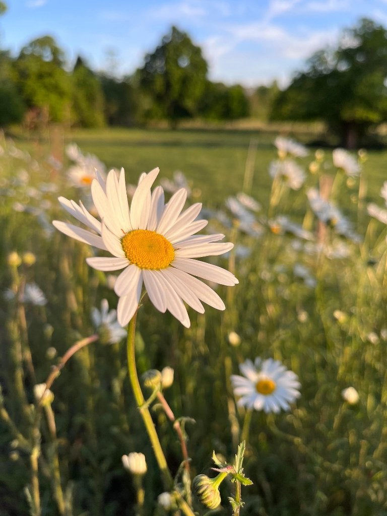 Bio zaden Gewone margriet - Leucanthemum vulgare | Inheems, Verzenden, Voorjaar, Volle zon, Zaad