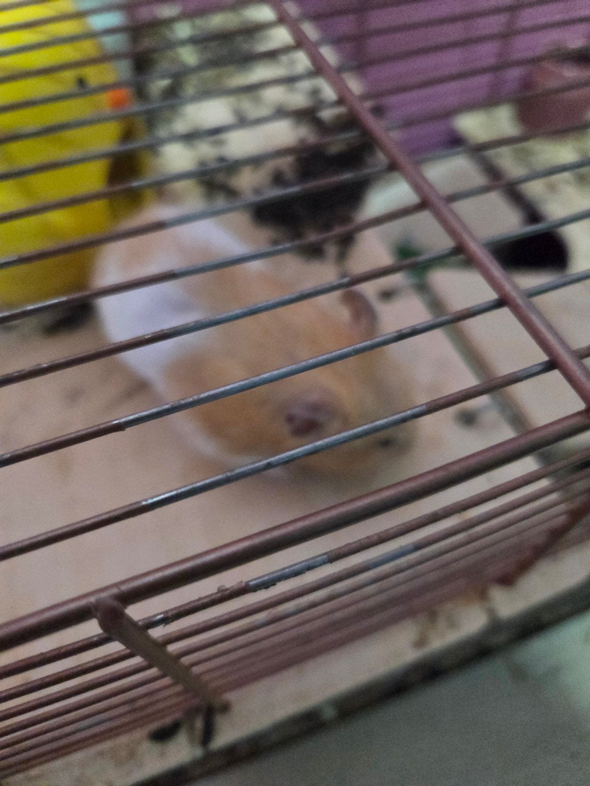 Vanwege verhuizing goudhamster zoekt liefdevol huis, Dieren en Toebehoren, April, Mannelijk, Hamster