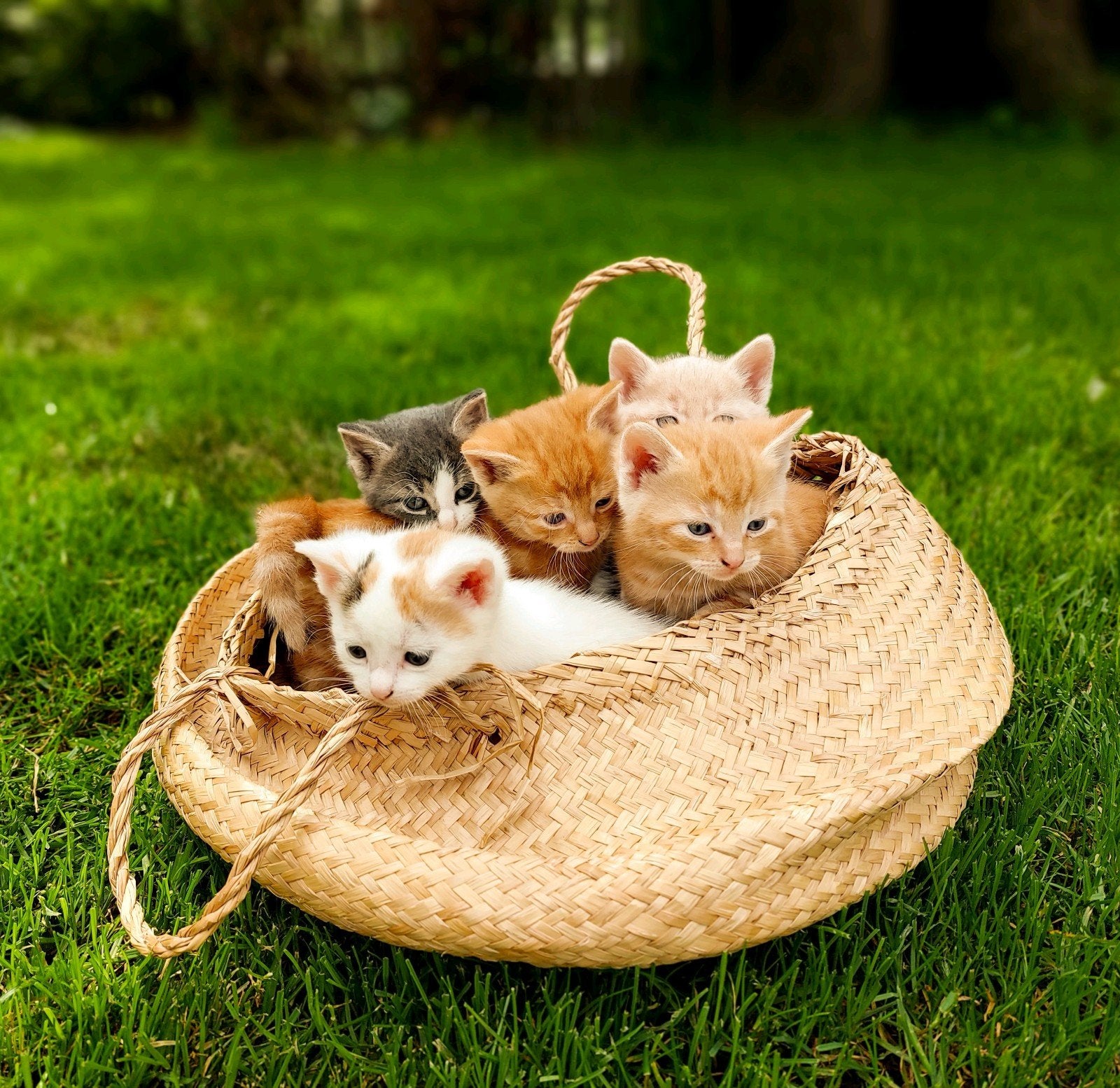 Lieve kittens te koop!, Meerdere dieren, Ontwormd
