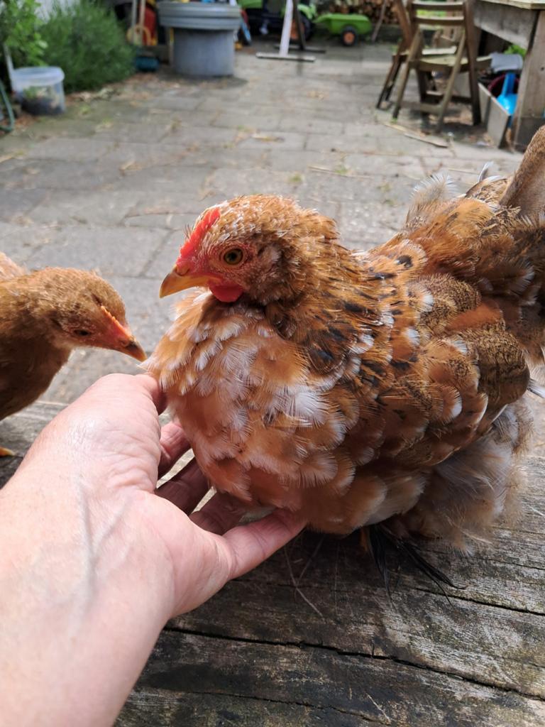 Cochin haantje, Mannelijk, Kip