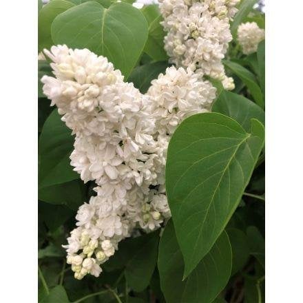 Witte sering, diverse hoogtes, vanaf €2,00, Tuin en Terras, Ophalen, Overige soorten, Struik, Minder dan 100 cm