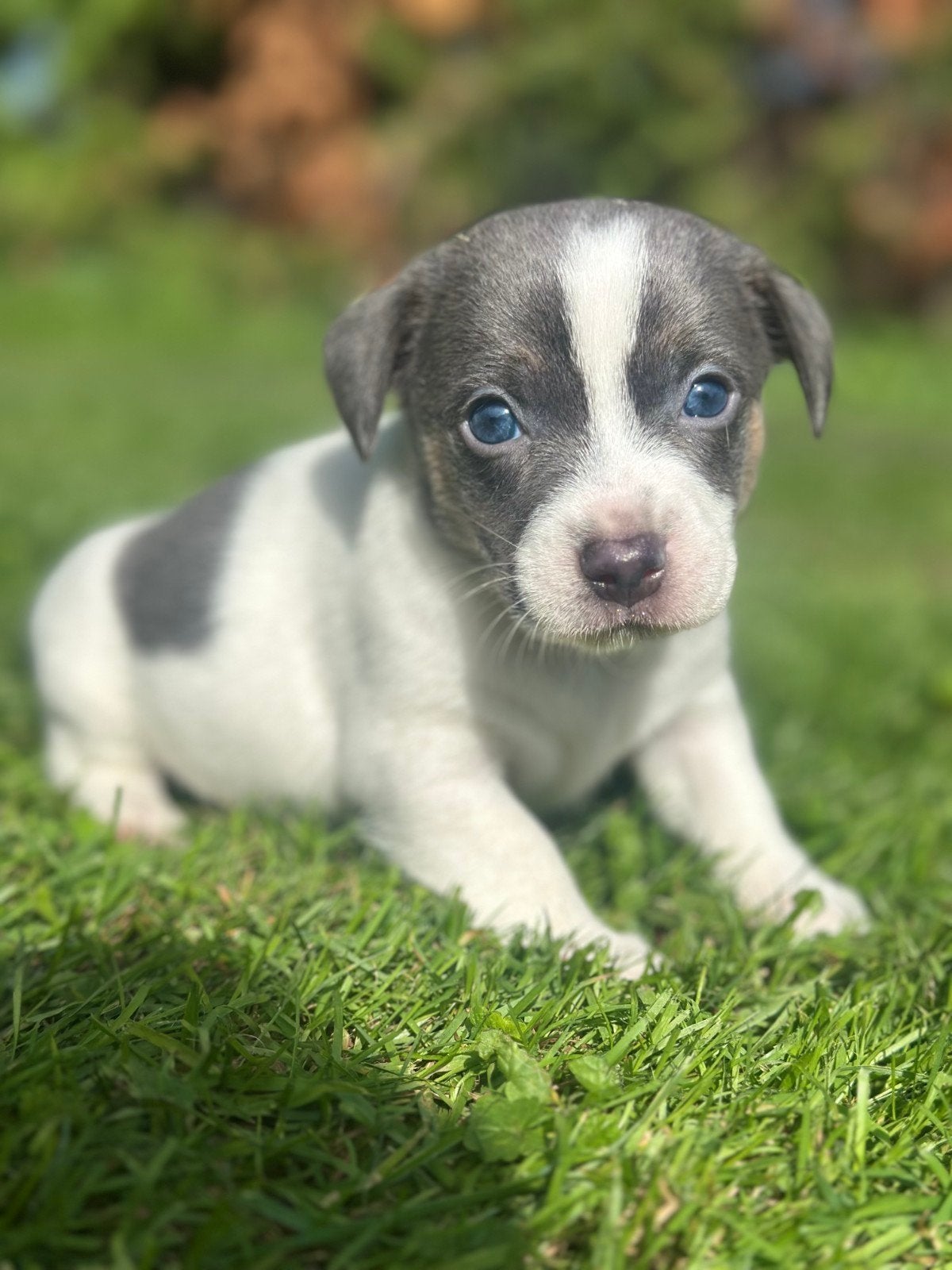 Super knap Jack Russel Reutje!, Dieren en Toebehoren, Jack Russell Terriër, Reu, 8 tot 15 weken, Eén hond