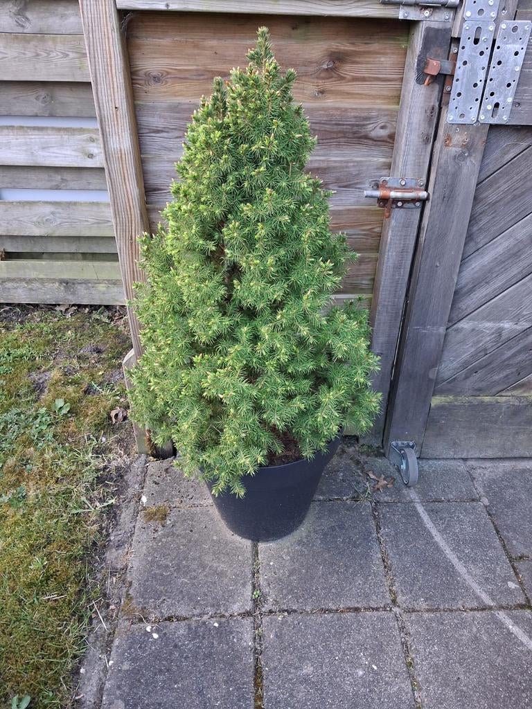 Conifeer, Ophalen, Conifeer, 100 tot 250 cm