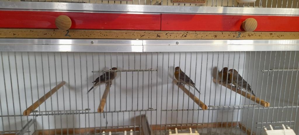 8 Mexicaanse roodmussen, Dieren en Toebehoren, Meerdere dieren, Tropenvogel