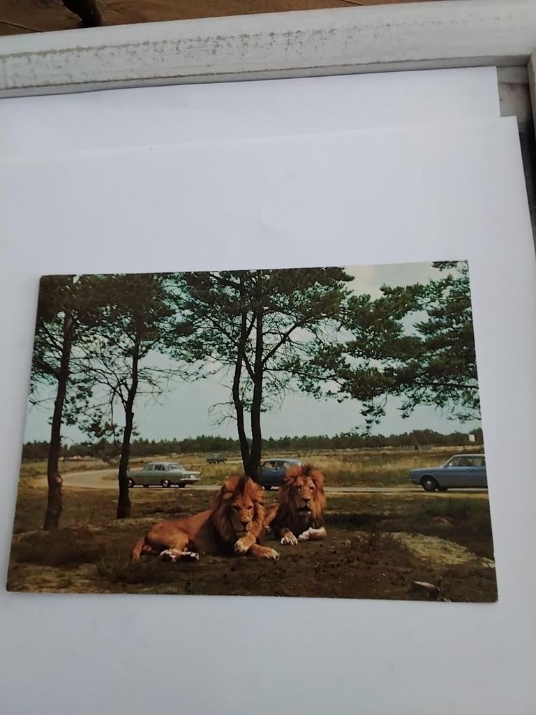 HILVARENBEEK. SAFARI LEEUWENPARK, Verzamelen, Ansichtkaarten | Nederland, Ophalen of Verzenden