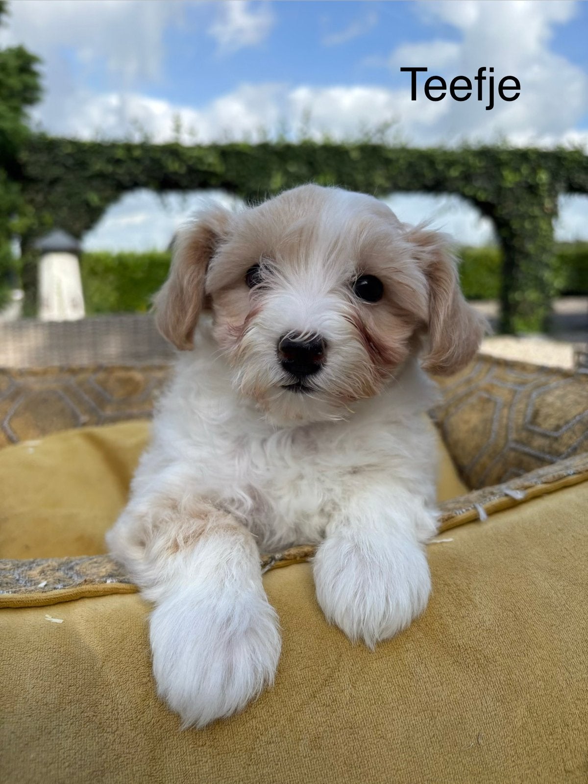 Maltipoo pups, Nederland, Overige rassen, 8 tot 15 weken, Meerdere