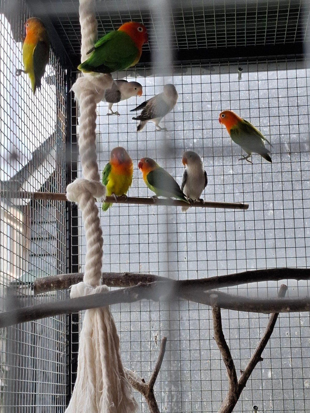 Diverse Fischeri's 6 maand oud, Dieren en Toebehoren