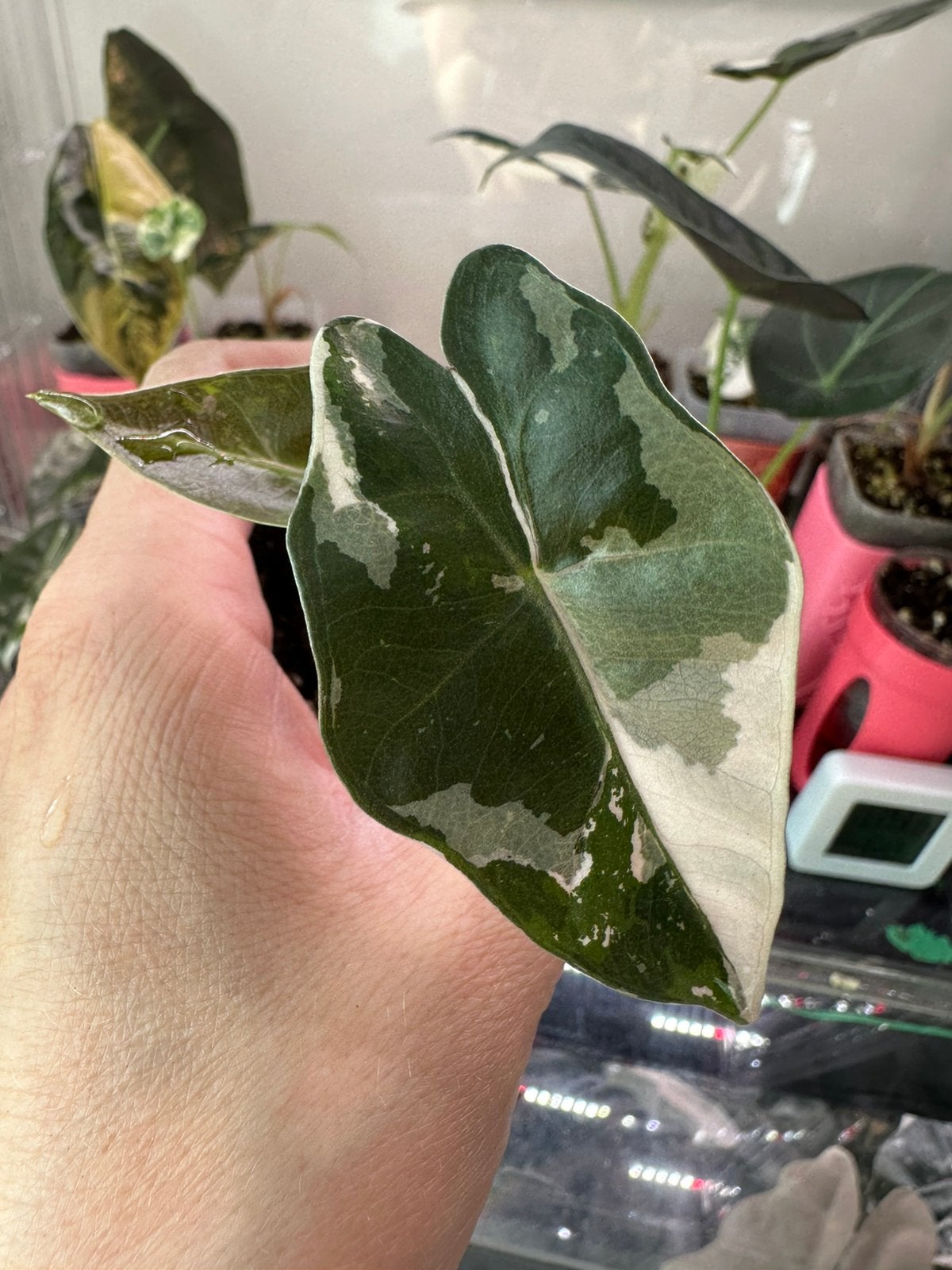 Alocasia sanderiana pink variegata, Ophalen of Verzenden, Halfschaduw, Minder dan 100 cm