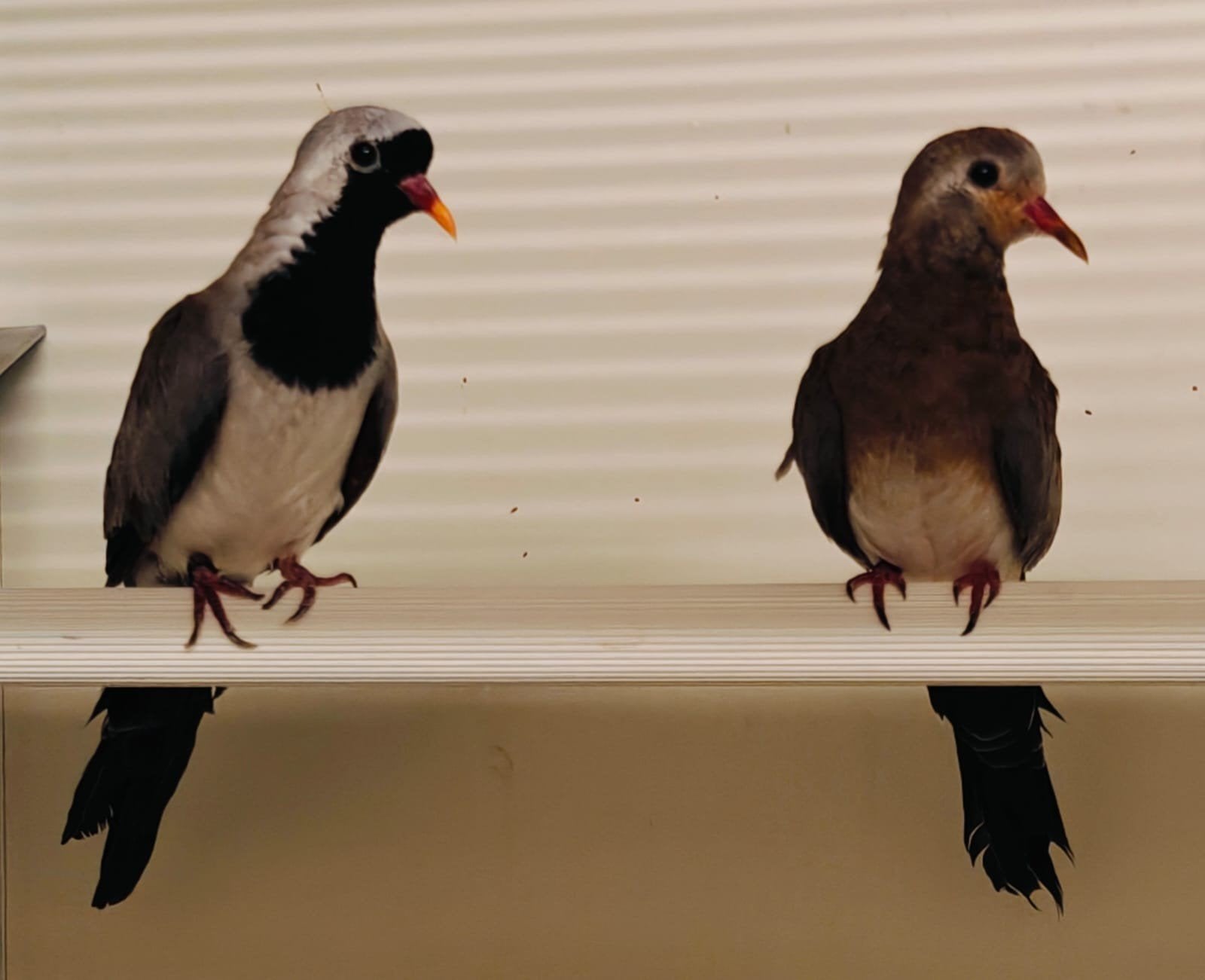 Duiven⁷, Dieren en Toebehoren, Meerdere dieren, Tropenvogel