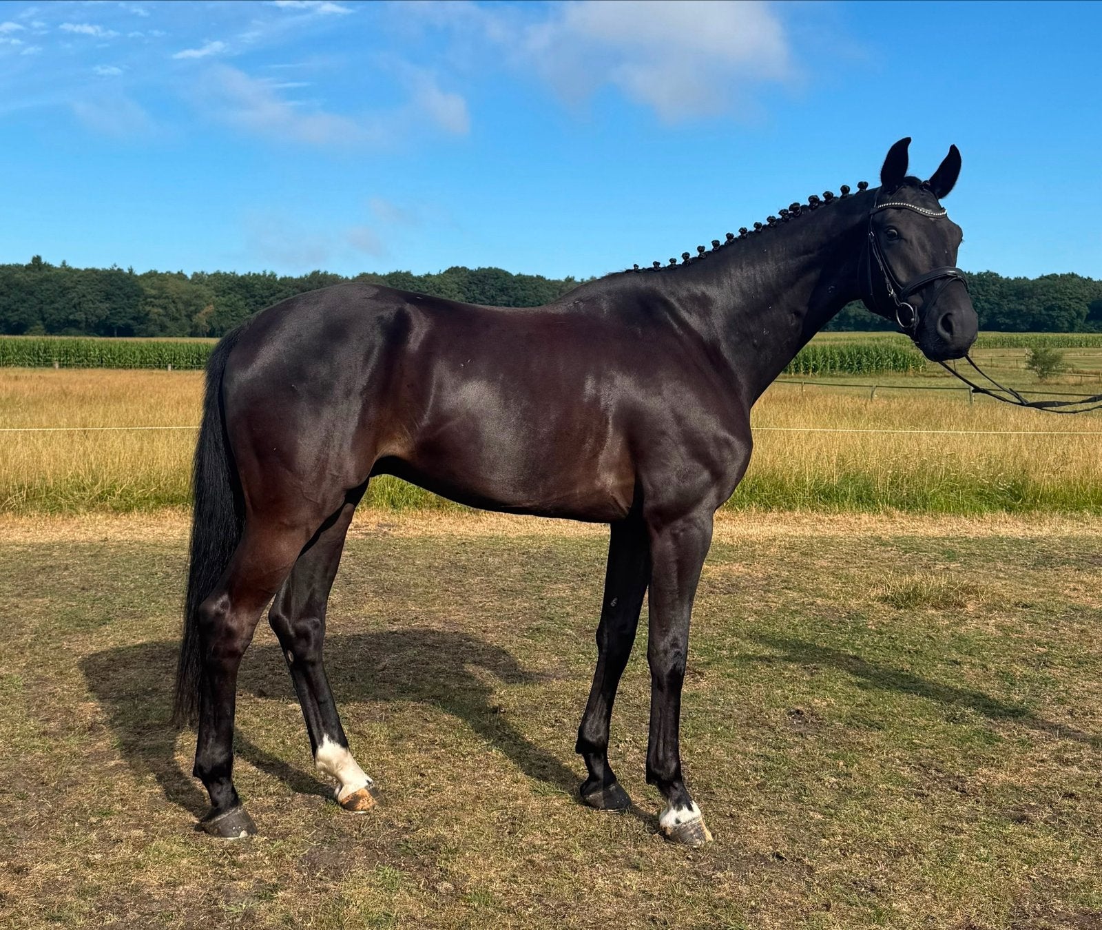 Paard te koop, Dieren en Toebehoren, Ruin, Dressuurpaard, Met stamboom, B