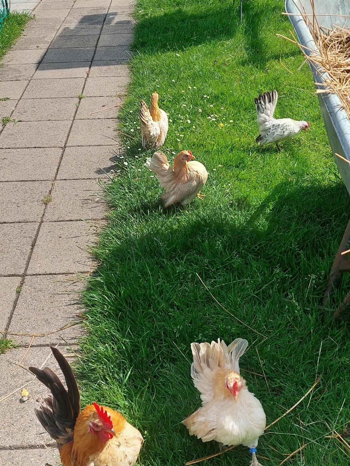 Maleise ayam serama broedeieren, Dieren en Toebehoren, Pluimvee, Geslacht onbekend, Kip