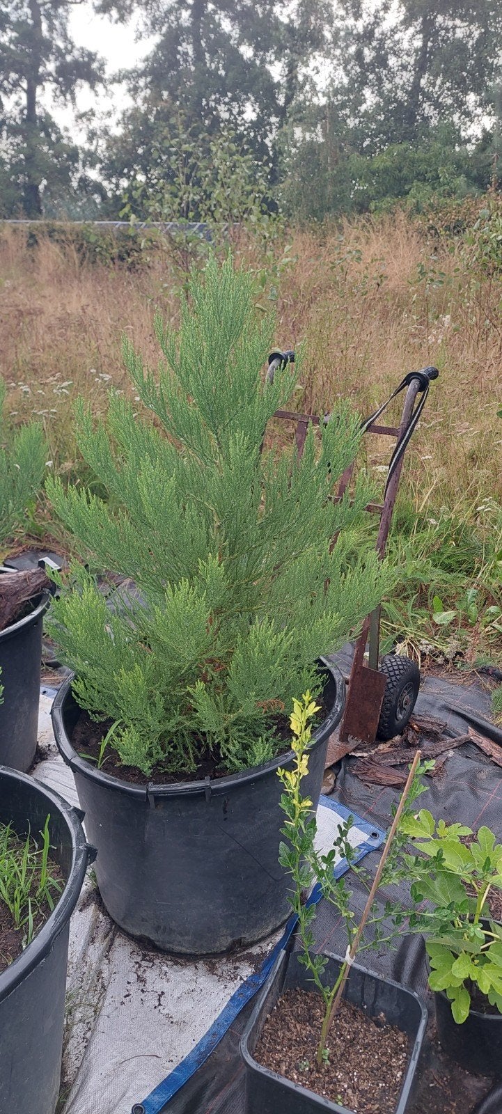 Sequoia (sequoiadendron) boom van 1 meter, Ophalen, Bloeit niet, Volle zon, Overige soorten