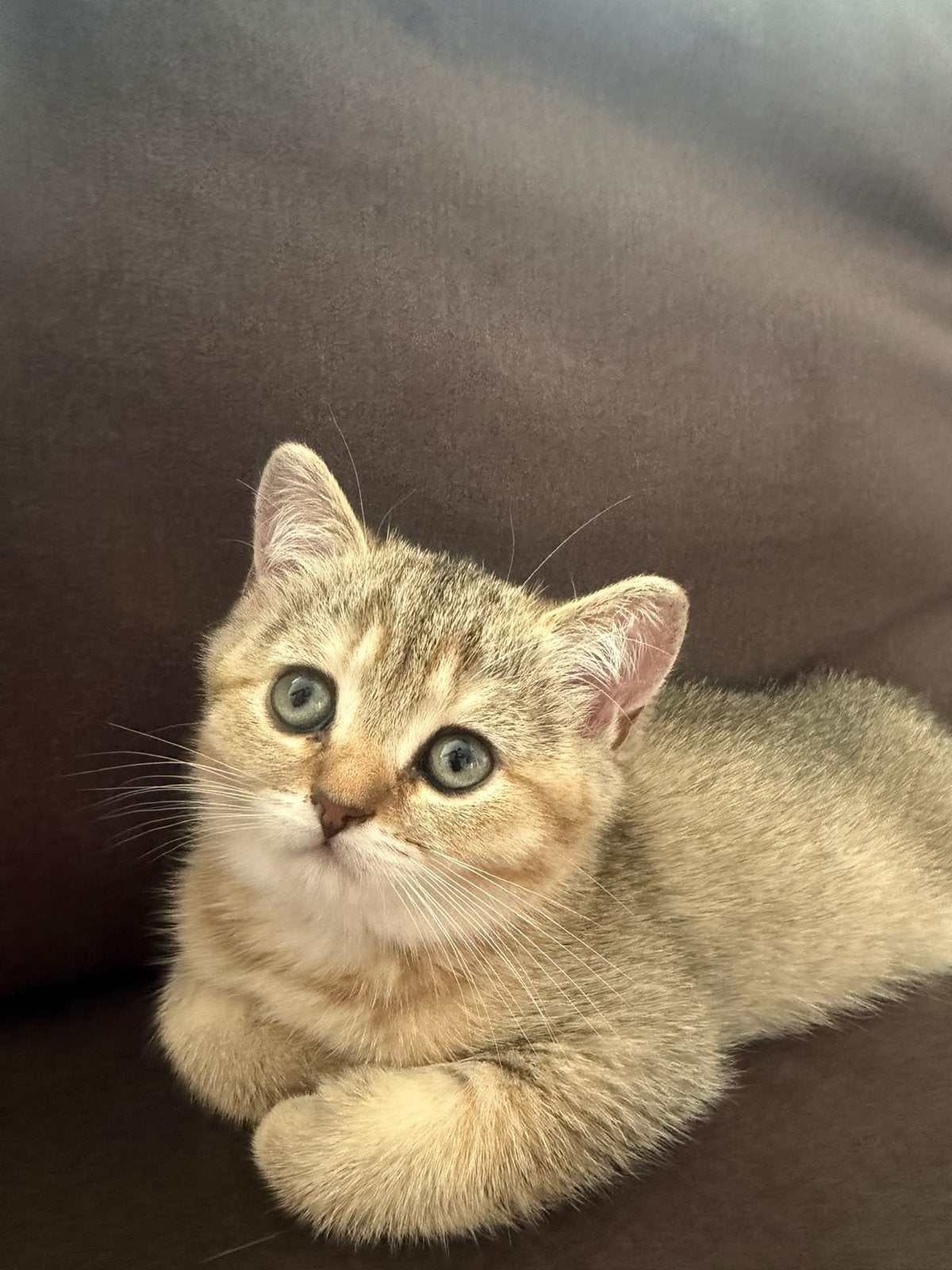 Britse korthaar kittens, Dieren en Toebehoren, Kater, Kortharig, 0 tot 2 jaar