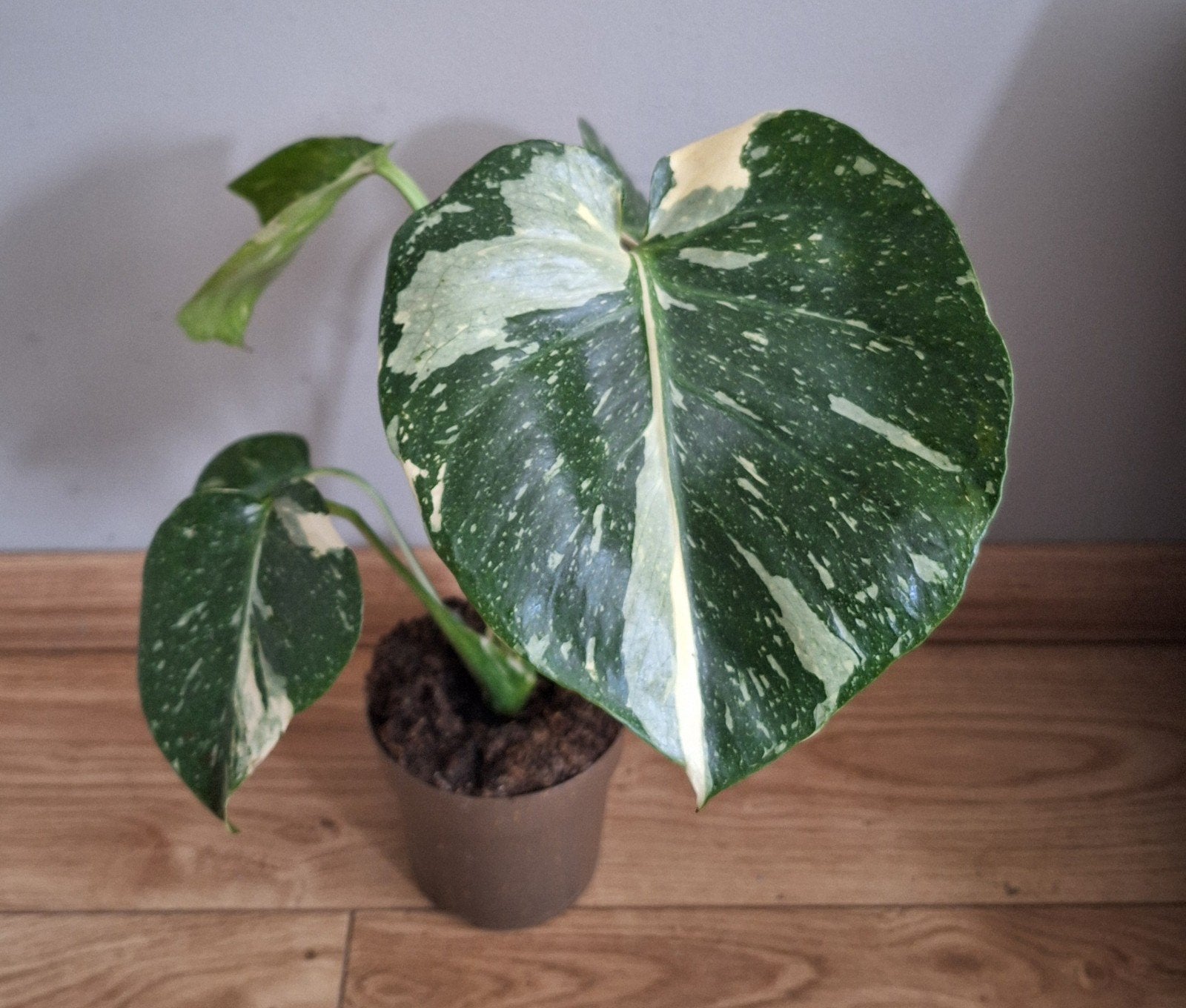 Monstera thai constellation, Huis en Inrichting, Kamerplanten, Ophalen, Halfschaduw, Minder dan 100 cm