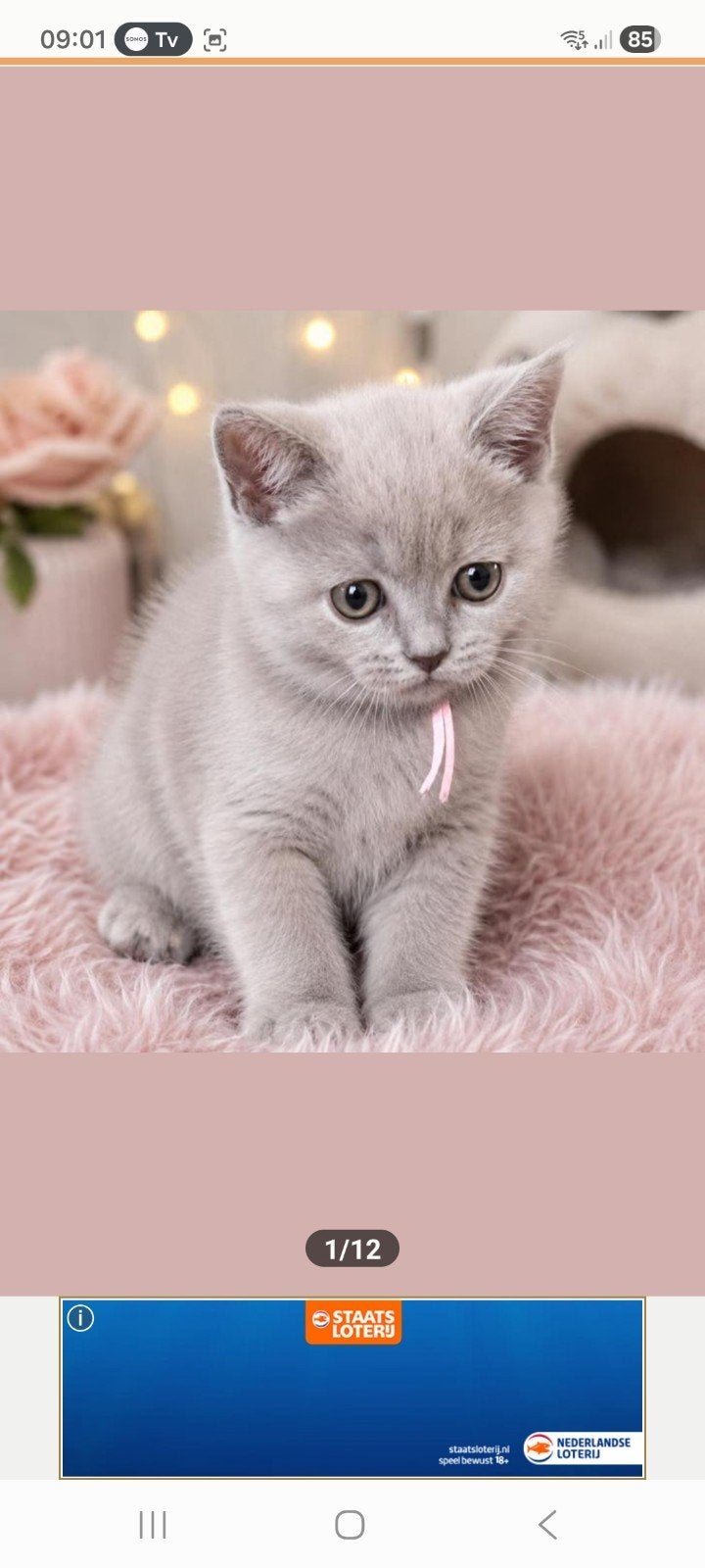 Britse Korthaar kitten Lilac kleur poes, Dieren en Toebehoren, Poes, Gechipt