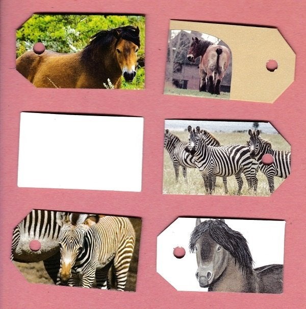 0303) paarden, ezels en zebra's labeltjes, Ophalen of Verzenden, Zo goed als nieuw, Paard, Overige typen